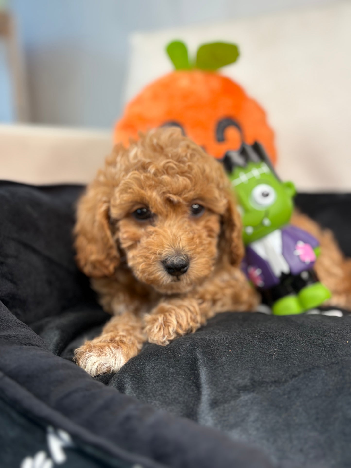 Apricot Female Miniature Poodle (Deposit Only ‼️ Please Read DESCRIPTION Below‼️)