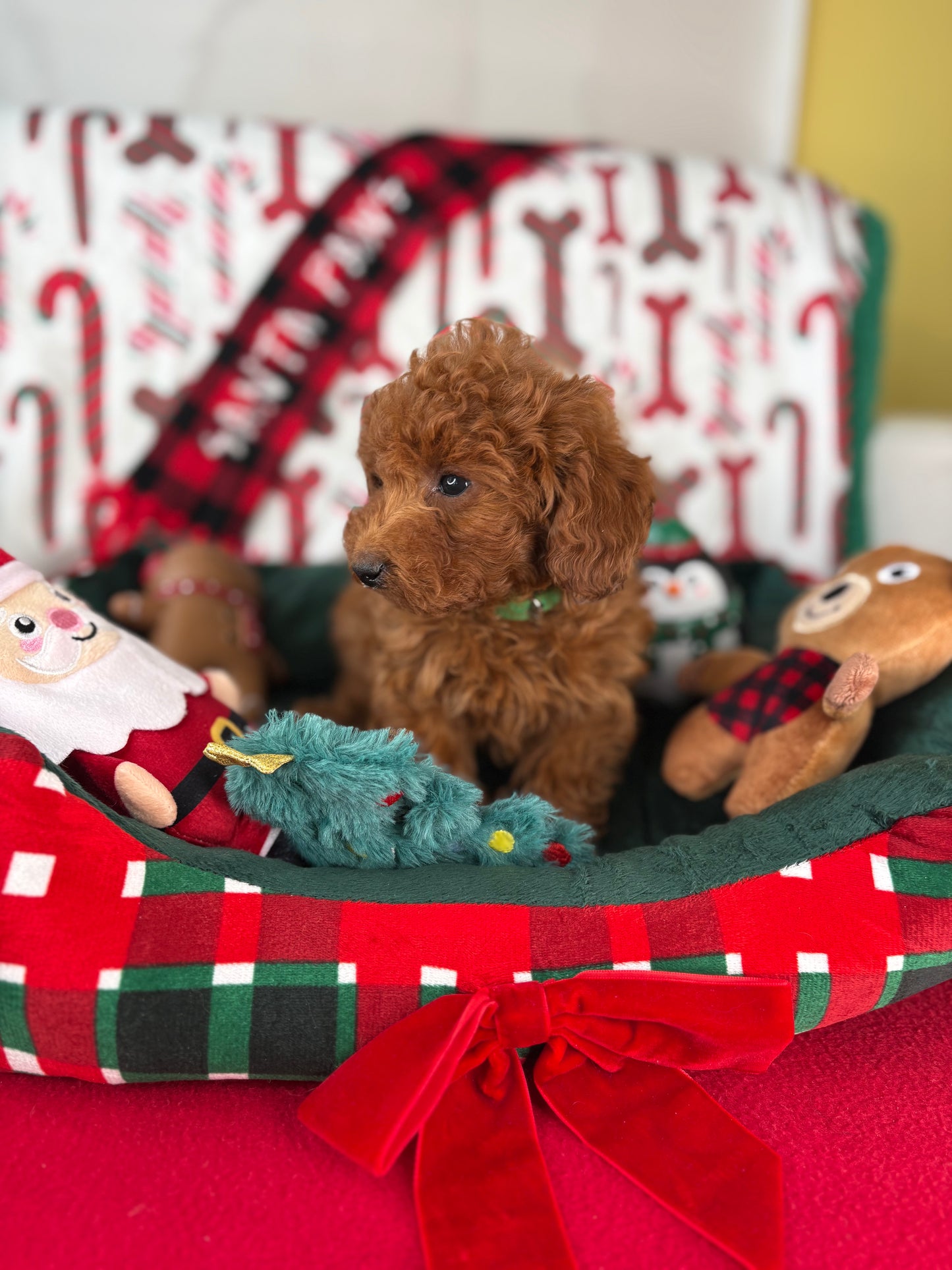 Dark Red Male Toy Poodle (Deposit Only, Please Read The Description Below‼️)