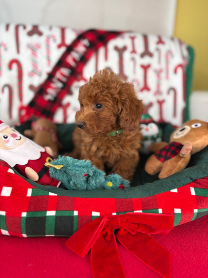 Dark Red Male Toy Poodle (Deposit Only, Please Read The Description Below‼️)
