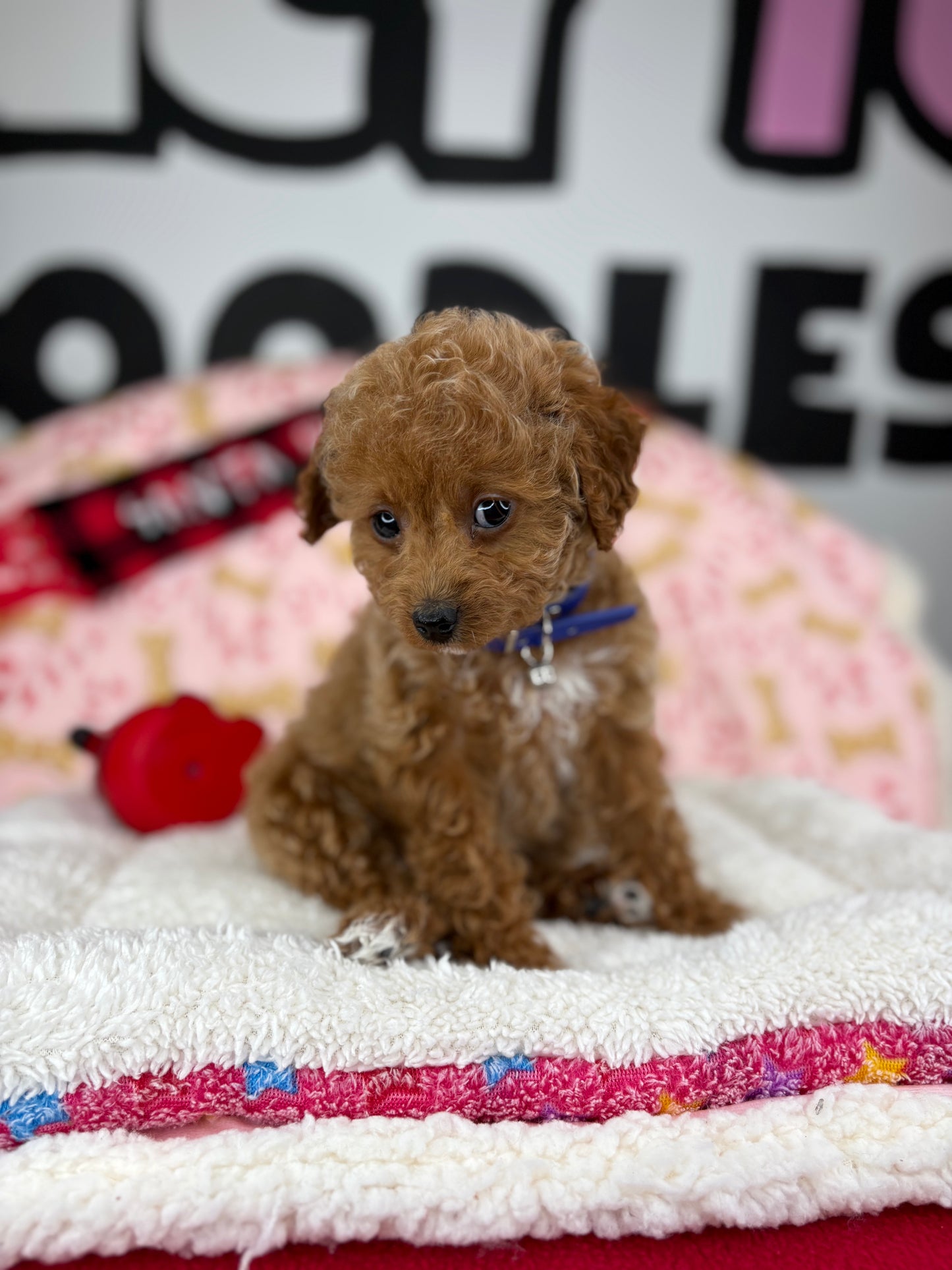 Red Male Toy Poodle 🐩 (Deposit Only‼️Please Read The Description Below‼️)