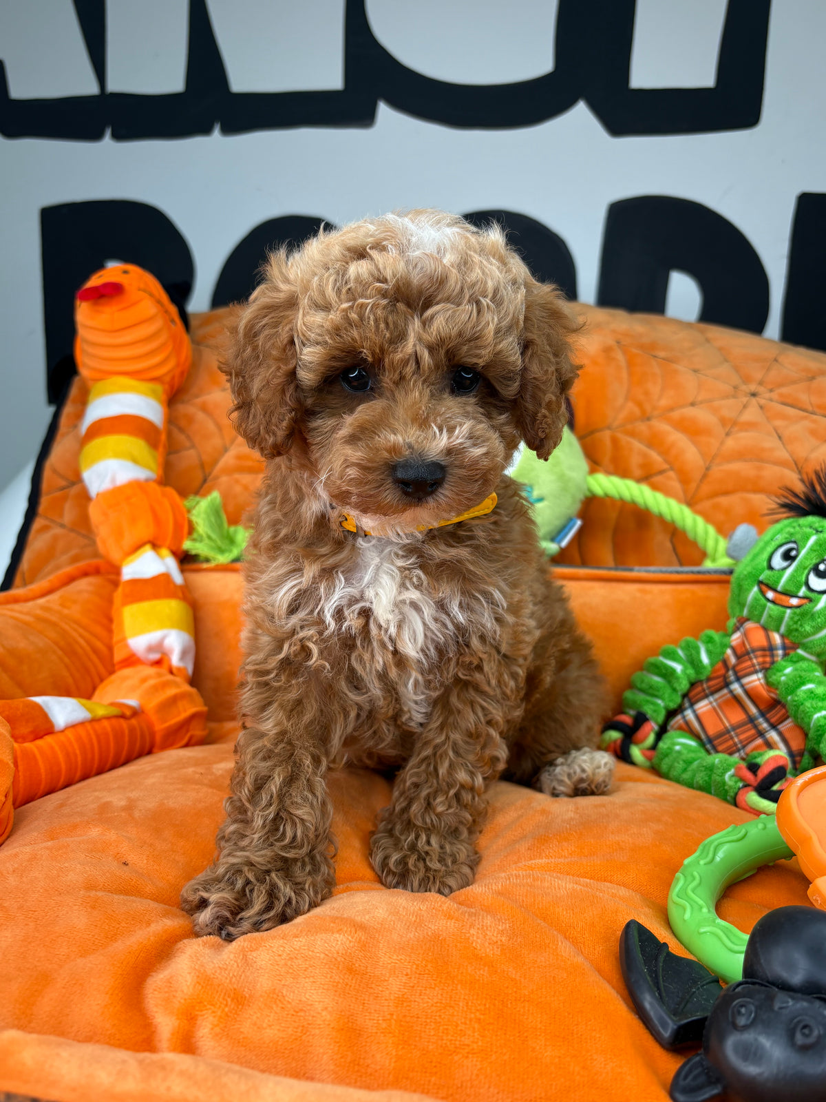 Red And White Male Toy Poodle (Deposit Only‼️Please Read The Description Below‼️)
