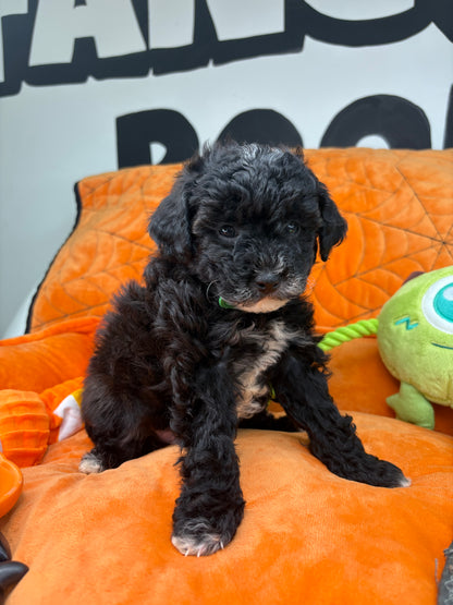 Tiny Black and White Female Male Toy Poodle (Deposit Only, Please Read The Description Below‼️)
