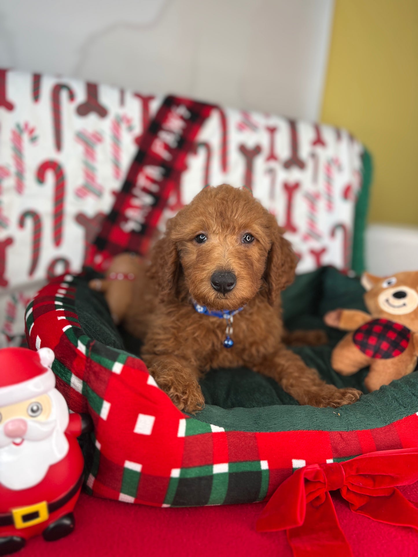 Red Female Miniature Poodle (Deposit Only ‼️ Please Read The DESCRIPTION Below‼️)