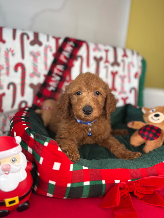 Red Female Miniature Poodle (Deposit Only ‼️ Please Read The DESCRIPTION Below‼️)