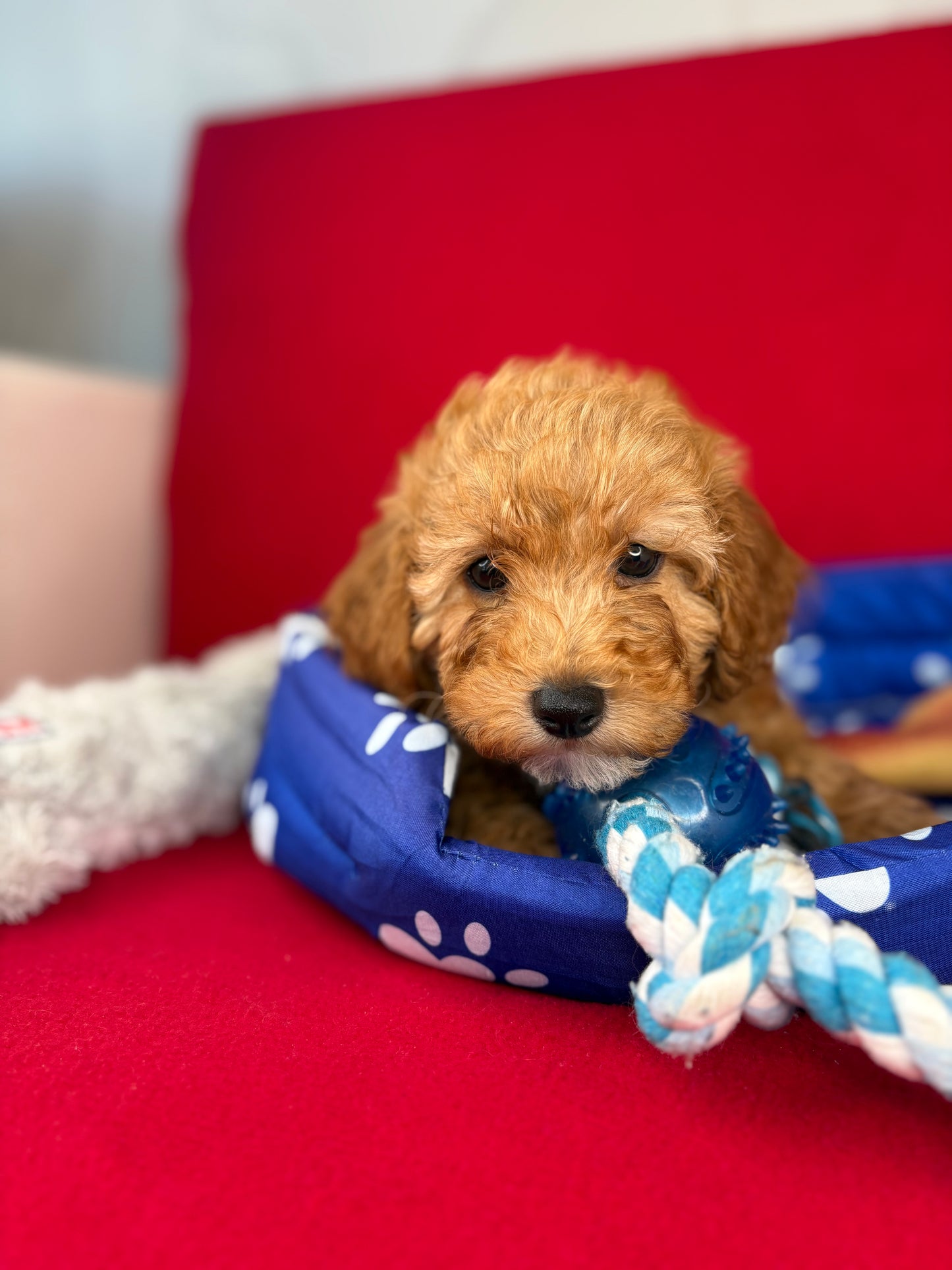 Apricot Male Teacup Poodle (Deposit Only‼️Please Read The Description Below‼️)