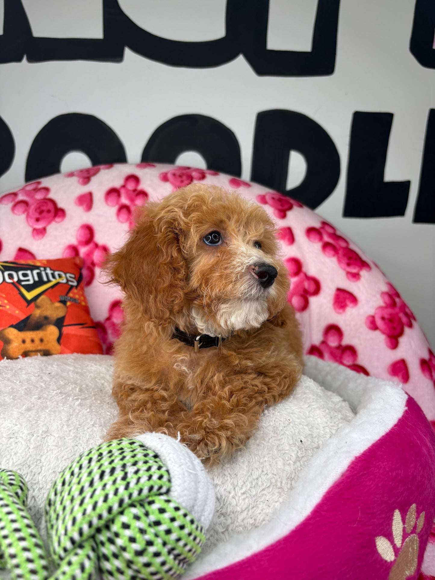 Apricot And White Female Miniture Poodle (Deposit Only, Please Read The Description Below‼️)