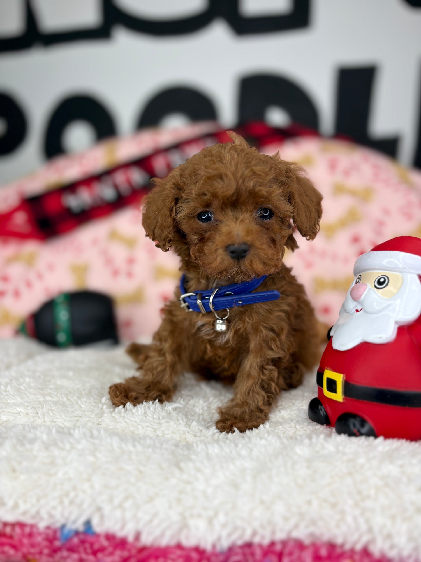 Dark Red Male Micro Poodle (Deposit Only ‼️ Please Read DESCRIPTION Below‼️)