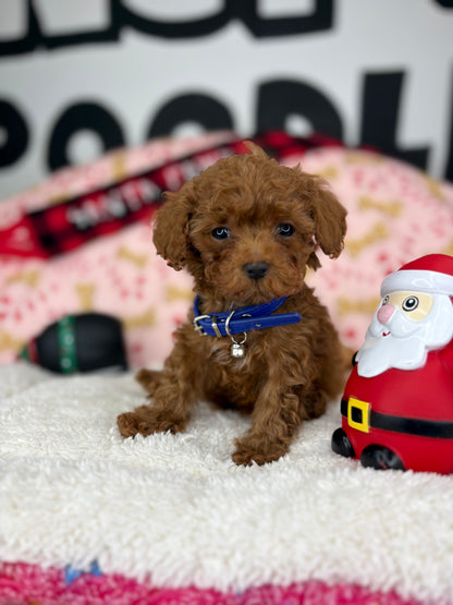 Dark Red Male Micro Poodle (Deposit Only ‼️ Please Read DESCRIPTION Below‼️)