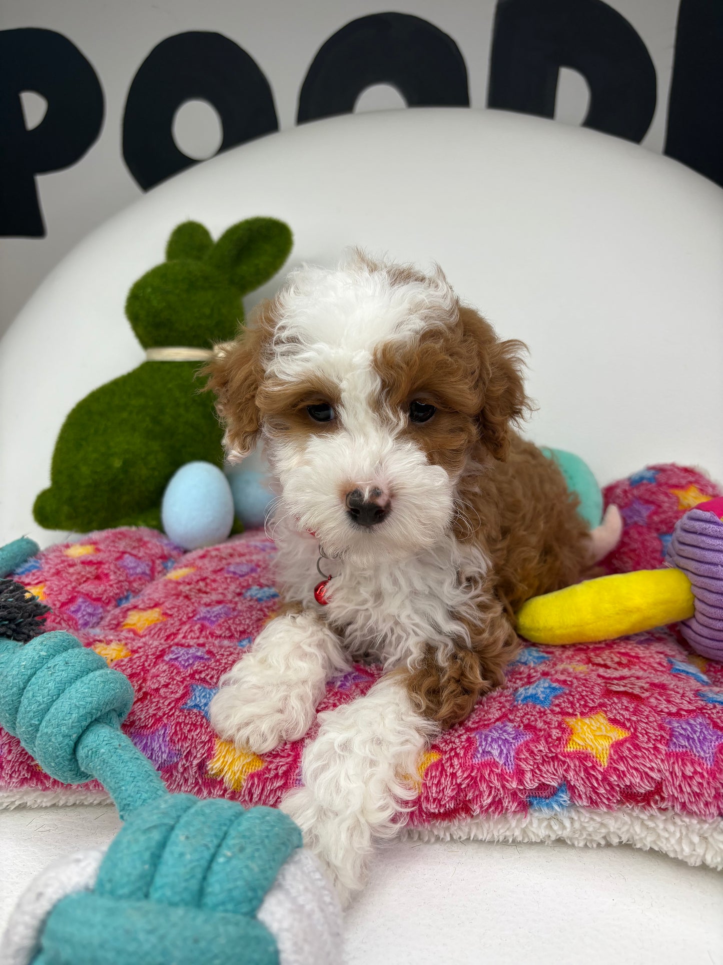Red And White Male Miniature Poodle  (Deposit Only ‼️ Please Read The DESCRIPTION Below‼️)