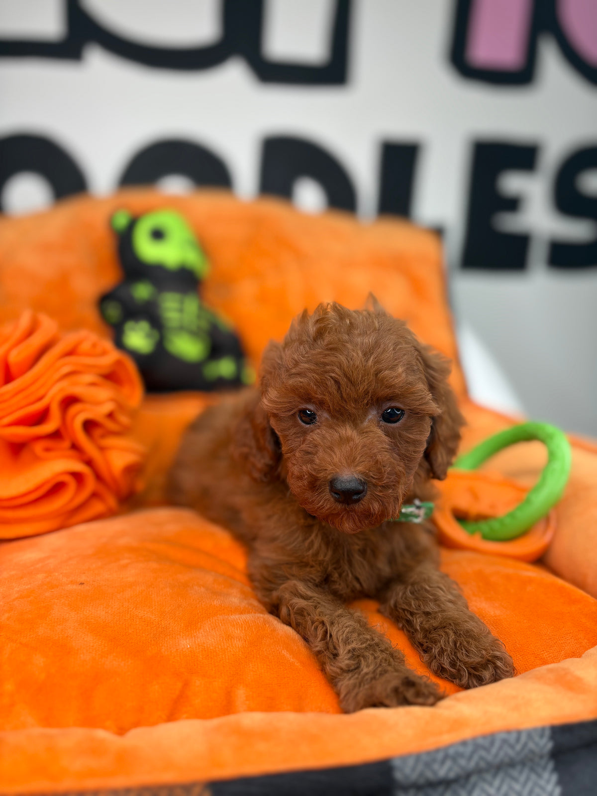 Red Male Teacup Poodle (Deposit Only‼️Please Read The Description Below‼️)