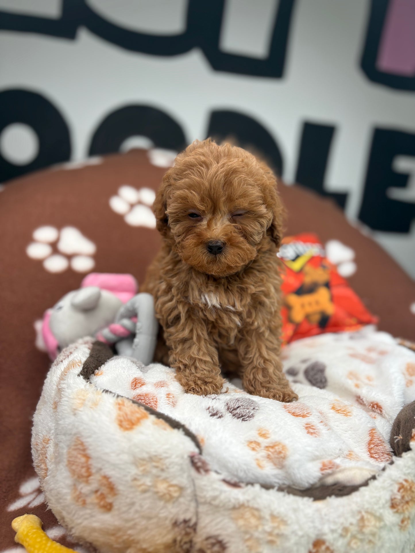 Red Male Teacup Poodle (Deposit Only‼️Please Read The Description Below‼️)