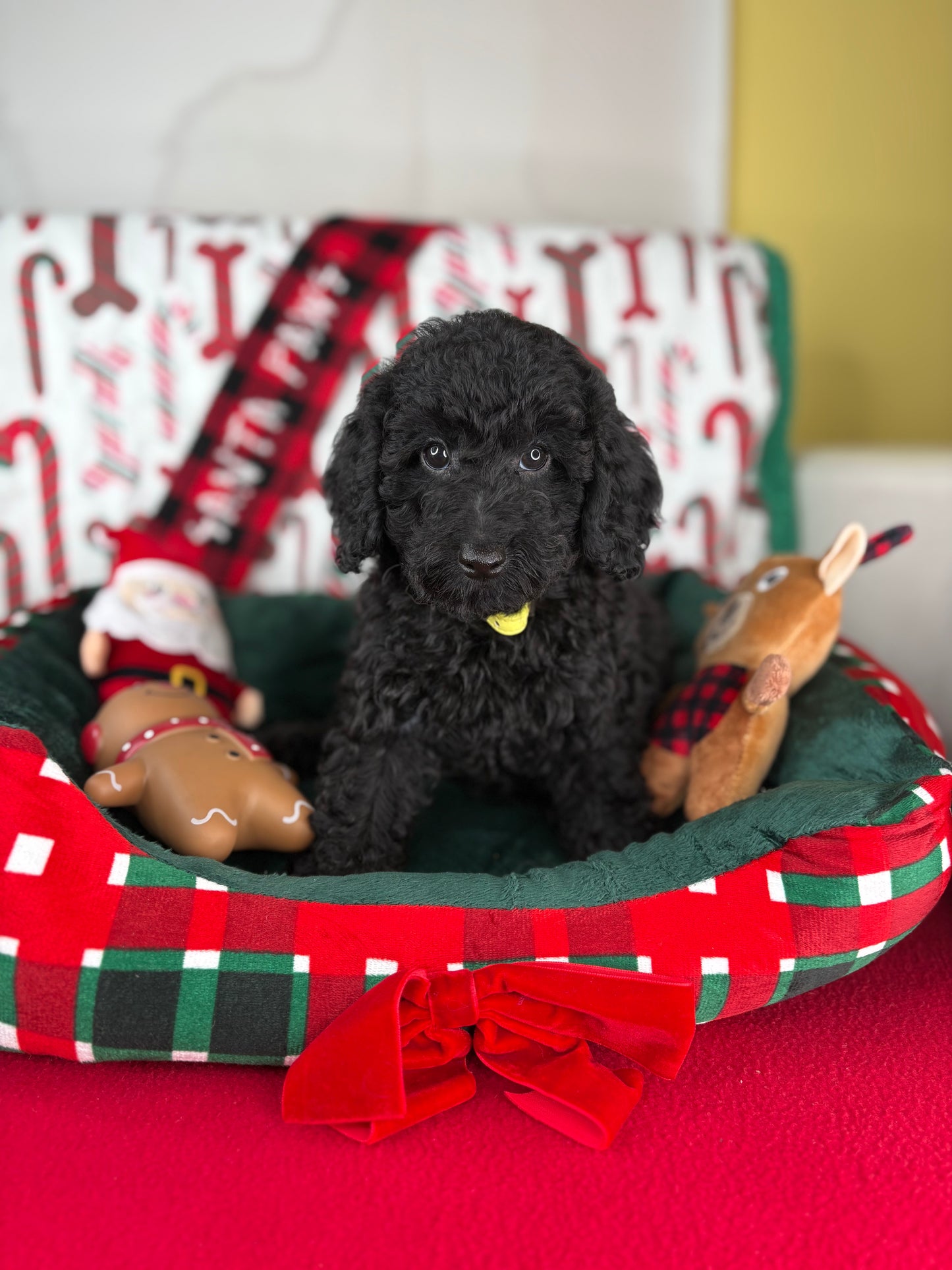 Black Male Toy Poodle (Deposit Only ‼️ Please Read DESCRIPTION Below‼️)