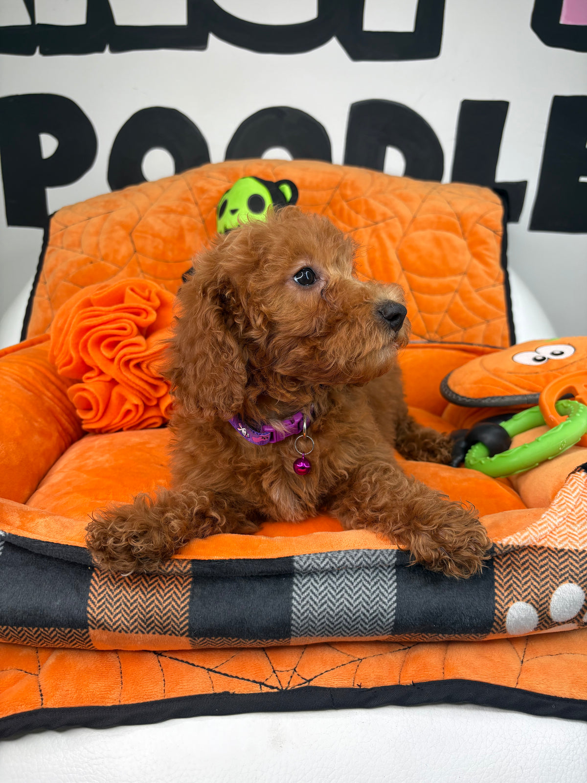 Red Female Miniture Poodle (Deposit Only, Please Read The Description Below‼️)