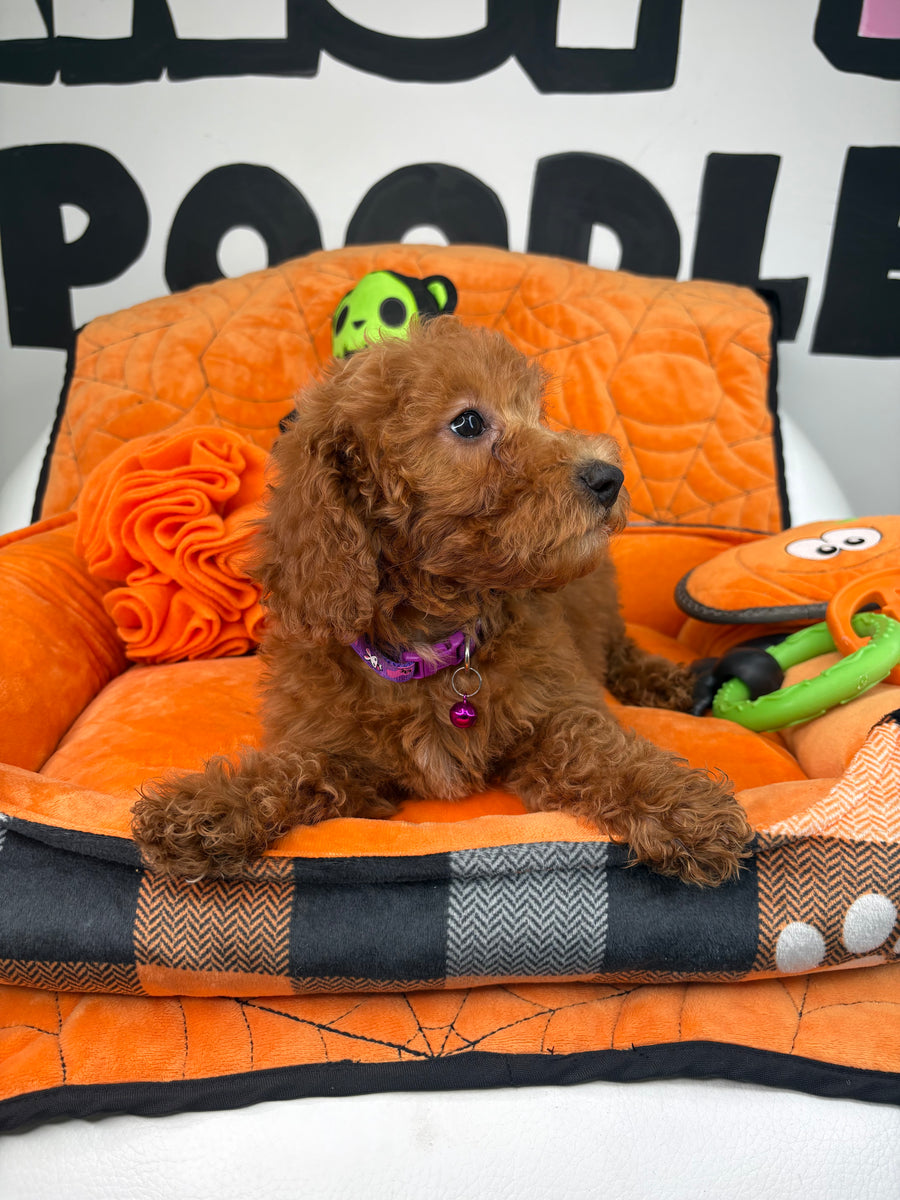 Red Female Miniture Poodle (Deposit Only, Please Read The Description Below‼️)