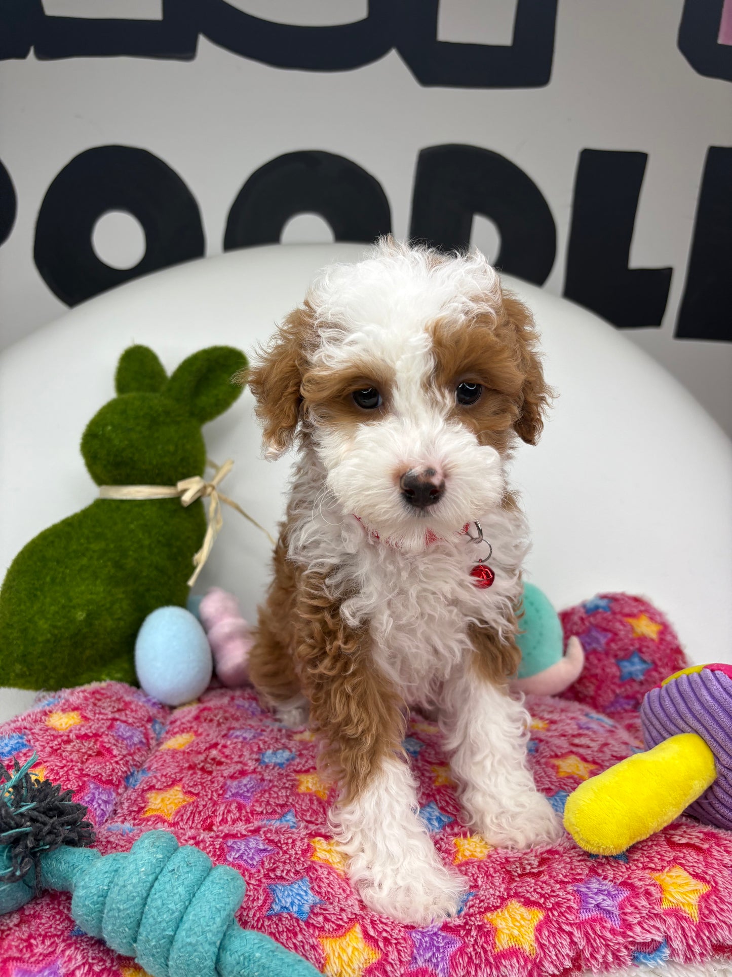 Red And White Male Miniature Poodle  (Deposit Only ‼️ Please Read The DESCRIPTION Below‼️)