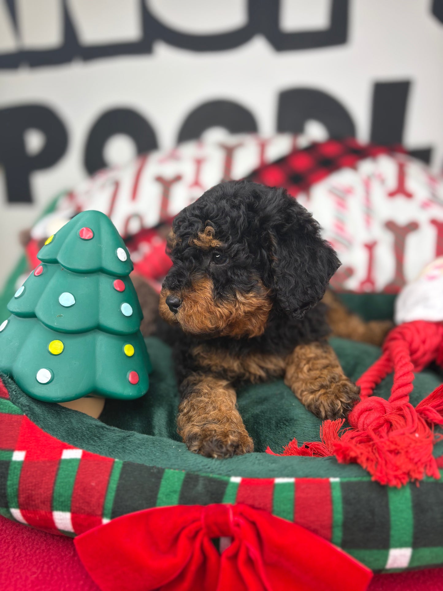 Red Phantom Male Toy Poodle 🐩 (Deposit Only‼️Please Read The Description Below‼️)