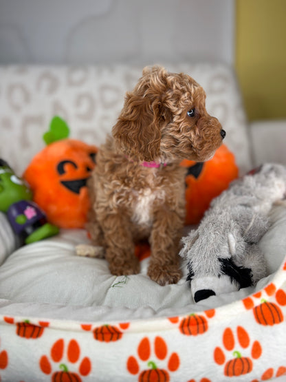 Apricot Male Toy Poodle (Deposit Only‼️Please Read The Description Below‼️)