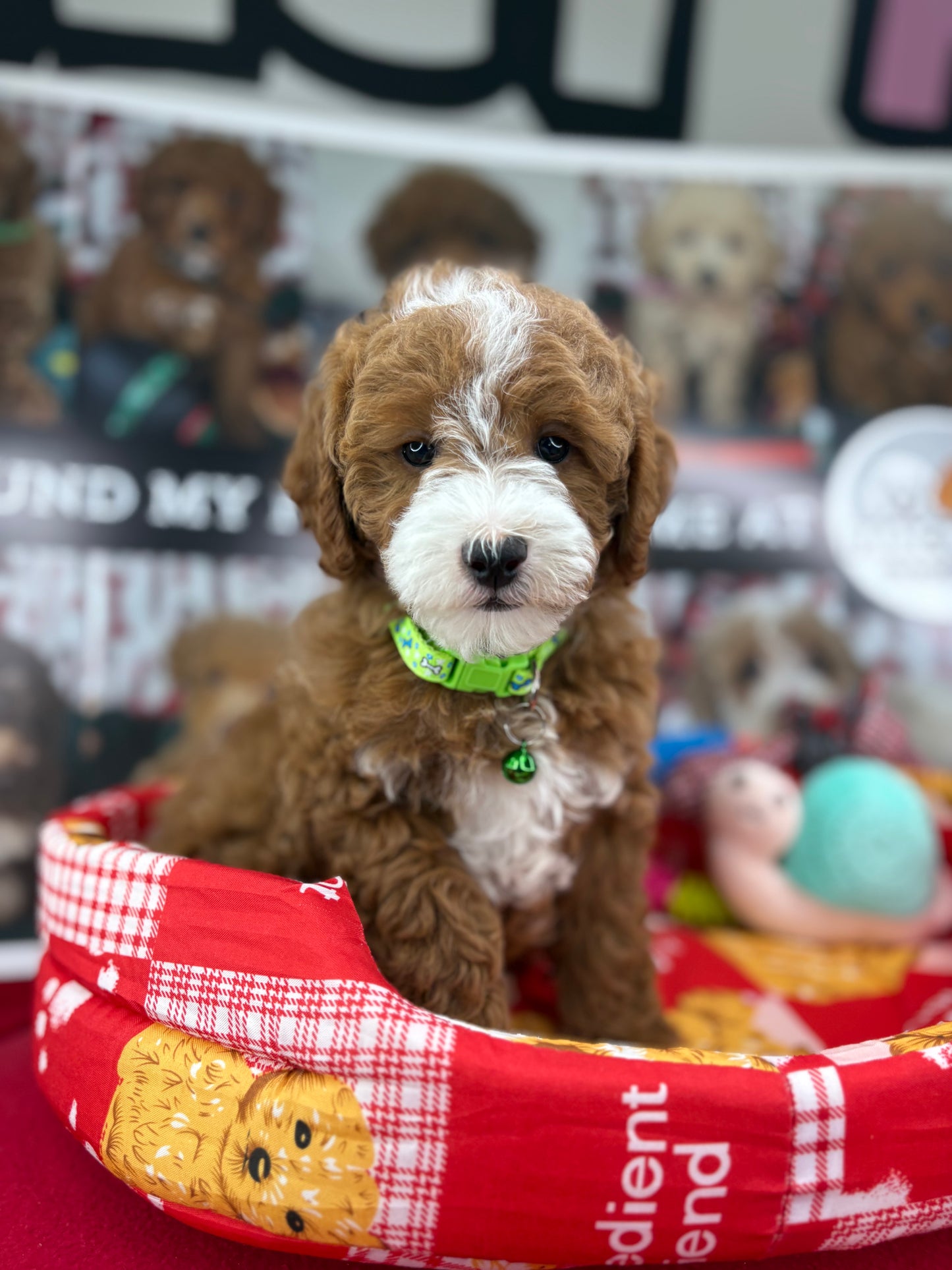 Frosty The Red And White Male Toy Poodle 🐩 (Deposit Only‼️Please Read The Description Below‼️)