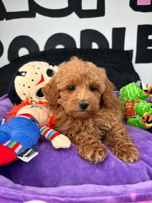 Apricot Male Teacup Poodle ‼️(Deposit Only ‼️ Please Read The Description Below ‼️)