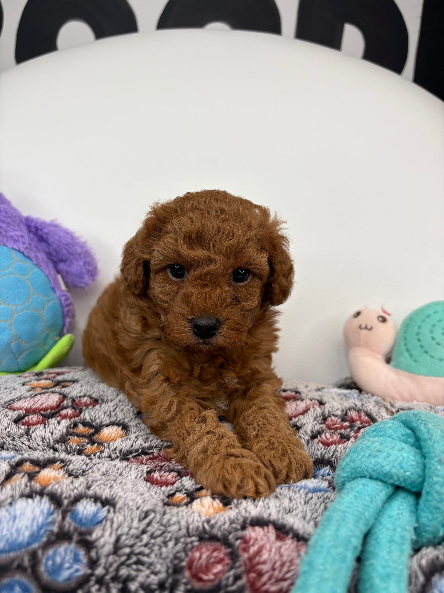 Harper The Dark Red Male Miniature Poodle (Deposit Only ‼️ Please Read The DESCRIPTION Below‼️)