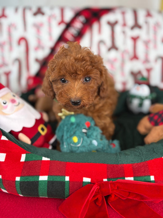 Dark Red Male Toy Poodle (Deposit Only, Please Read The Description Below‼️)
