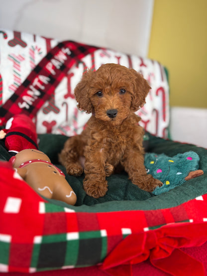 Red Female Toy Poodle 🐩 (Deposit Only‼️Please Read The Description Below‼️)