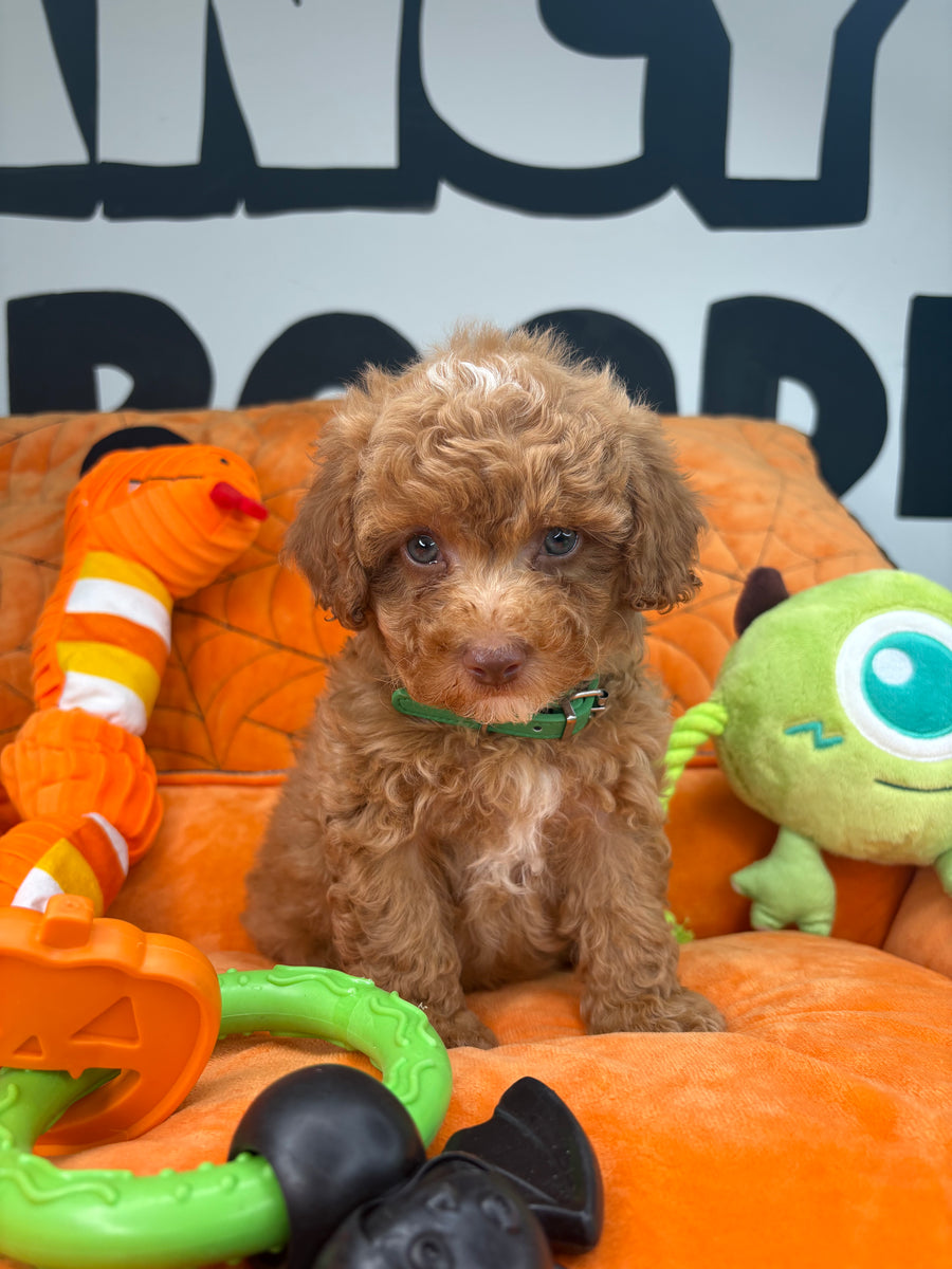 Red And White Female Teacup Poodle ‼️(Deposit Only ‼️ Please Read The Description Below ‼️)