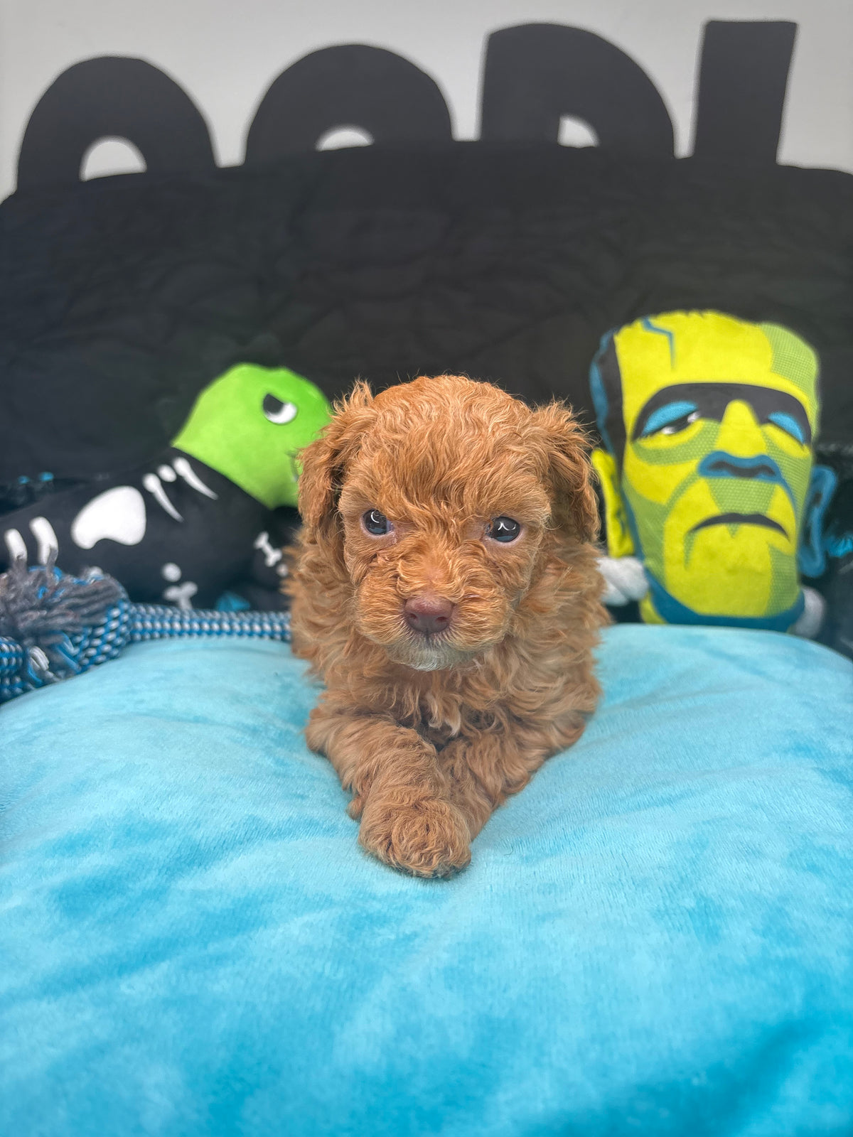 Angel The Female Teacup Poodle (Deposit Only‼️ Please Red The DESCRIPTION Below‼️)