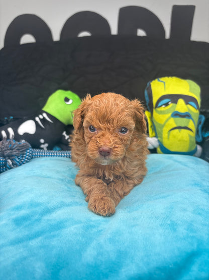 Angel The Female Teacup Poodle (Deposit Only‼️ Please Red The DESCRIPTION Below‼️)
