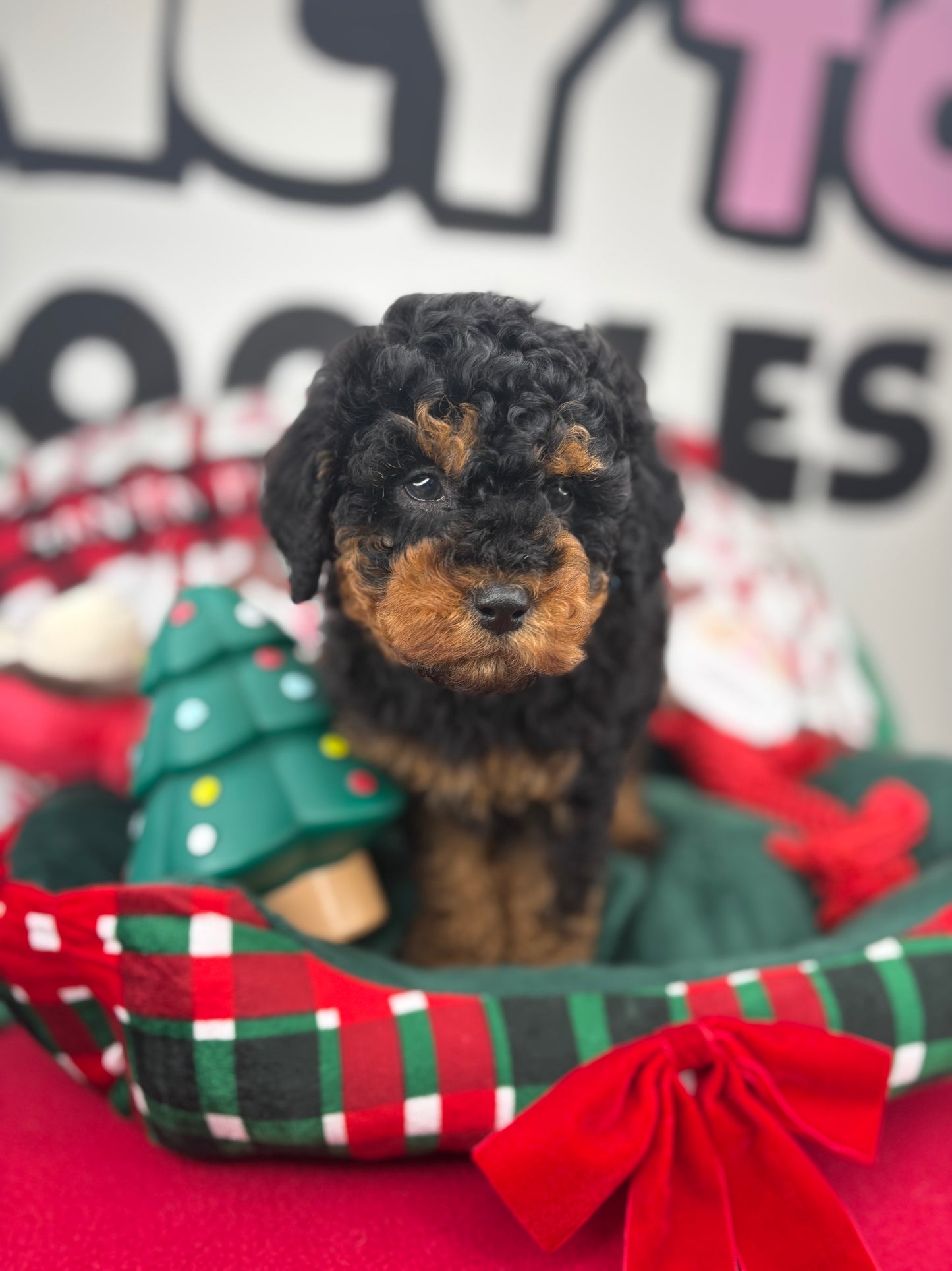 Red Phantom Male Toy Poodle 🐩 (Deposit Only‼️Please Read The Description Below‼️)