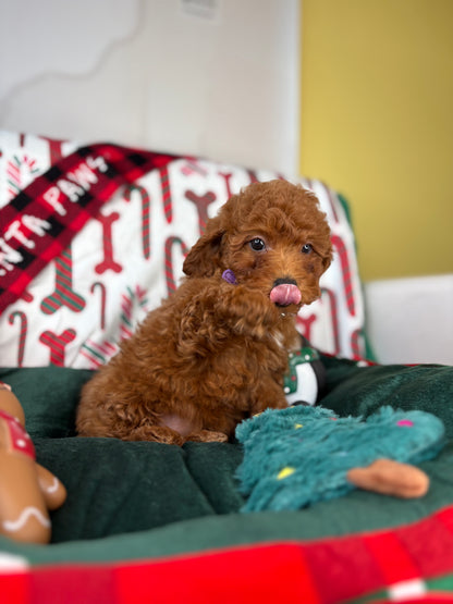 Dark Red Female Toy Poodle (Deposit Only‼️Please Read The Description Below‼️)