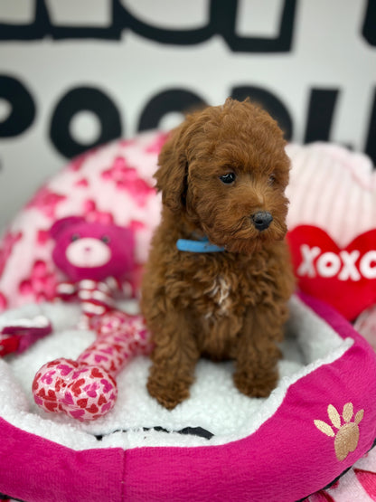 Dark Red Male Toy Poodle (Deposit Only‼️Please Read The Description Below‼️)