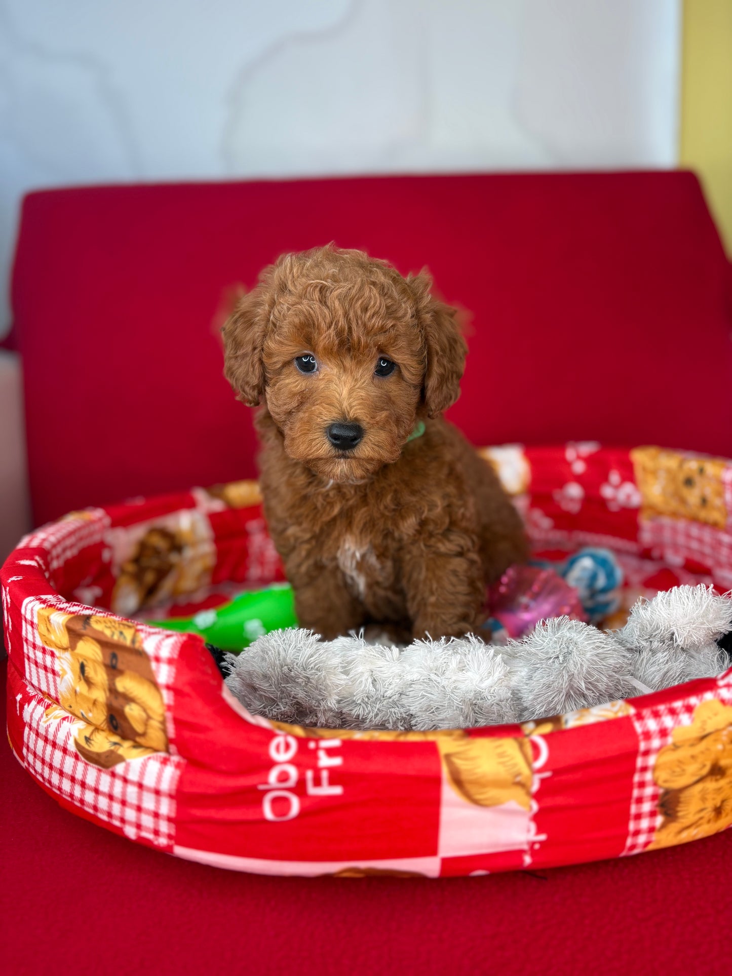 Red Male Toy Poodle 🐩 (Deposit Only‼️Please Read The Description Below‼️)