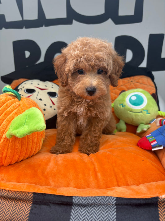 Apricot Male Toy Poodle ‼️(Deposit Only ‼️ Please Read The Description Below ‼️)