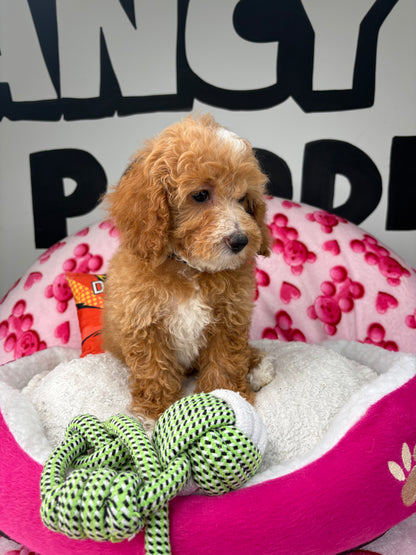 Apricot And White Female Miniture Poodle (Deposit Only, Please Read The Description Below‼️)