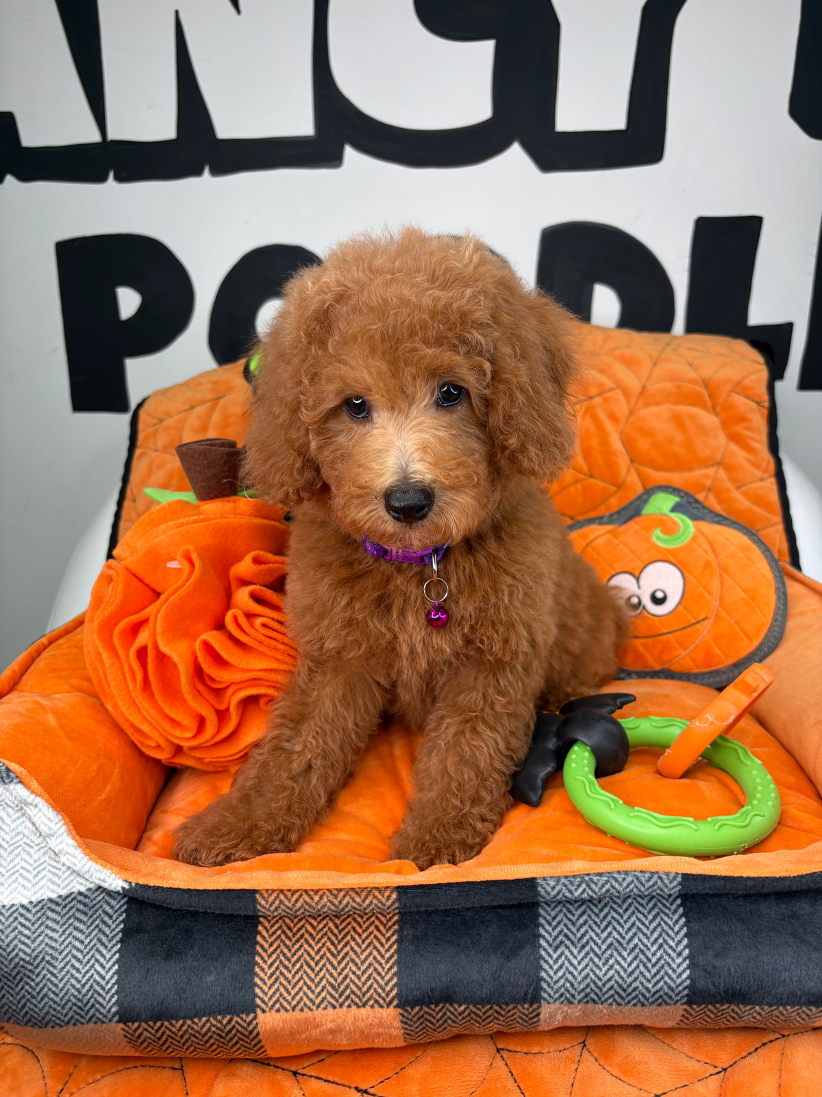Apricot Female Miniature Poodle (Deposit Only ‼️ Please Read The DESCRIPTION Below‼️)
