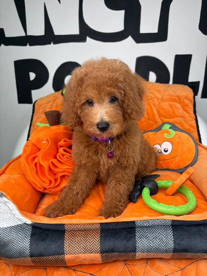 Apricot Female Miniature Poodle (Deposit Only ‼️ Please Read The DESCRIPTION Below‼️)