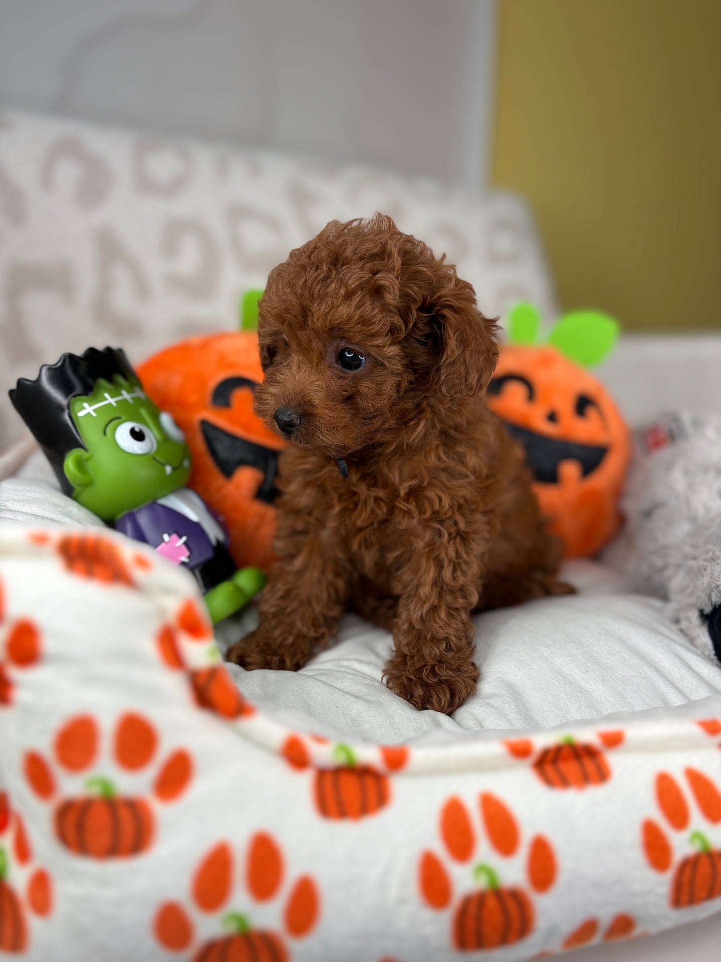 Dark Red Female Teacup Poodle (Deposit Only‼️ Please Red The DESCRIPTION Below‼️)