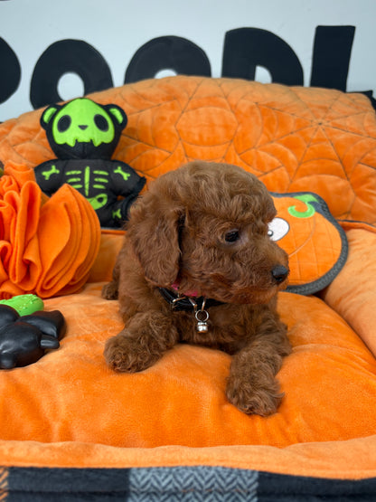 Dark Red Male Toy Poodle ( Deposit Only ‼️ Please Read DESCRIPTION Below‼️)