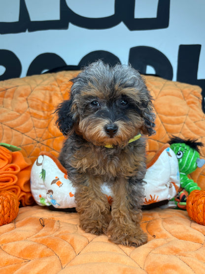 Merle Phantom Female Toy Poodle 🐩 (Deposit Only‼️Please Read The Description Below‼️)