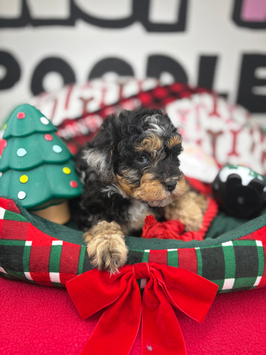 Merle Phantom Female Toy Poodle 🐩 (Deposit Only‼️Please Read The Description Below‼️)