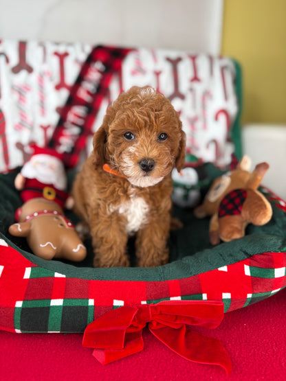 Red Male Toy Poodle (Deposit Only ‼️ Please Read DESCRIPTION Below‼️)
