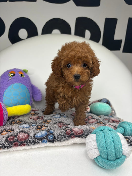 Apricot Female Teacup Poodle (Deposit Only‼️Please Read The Description Below‼️)