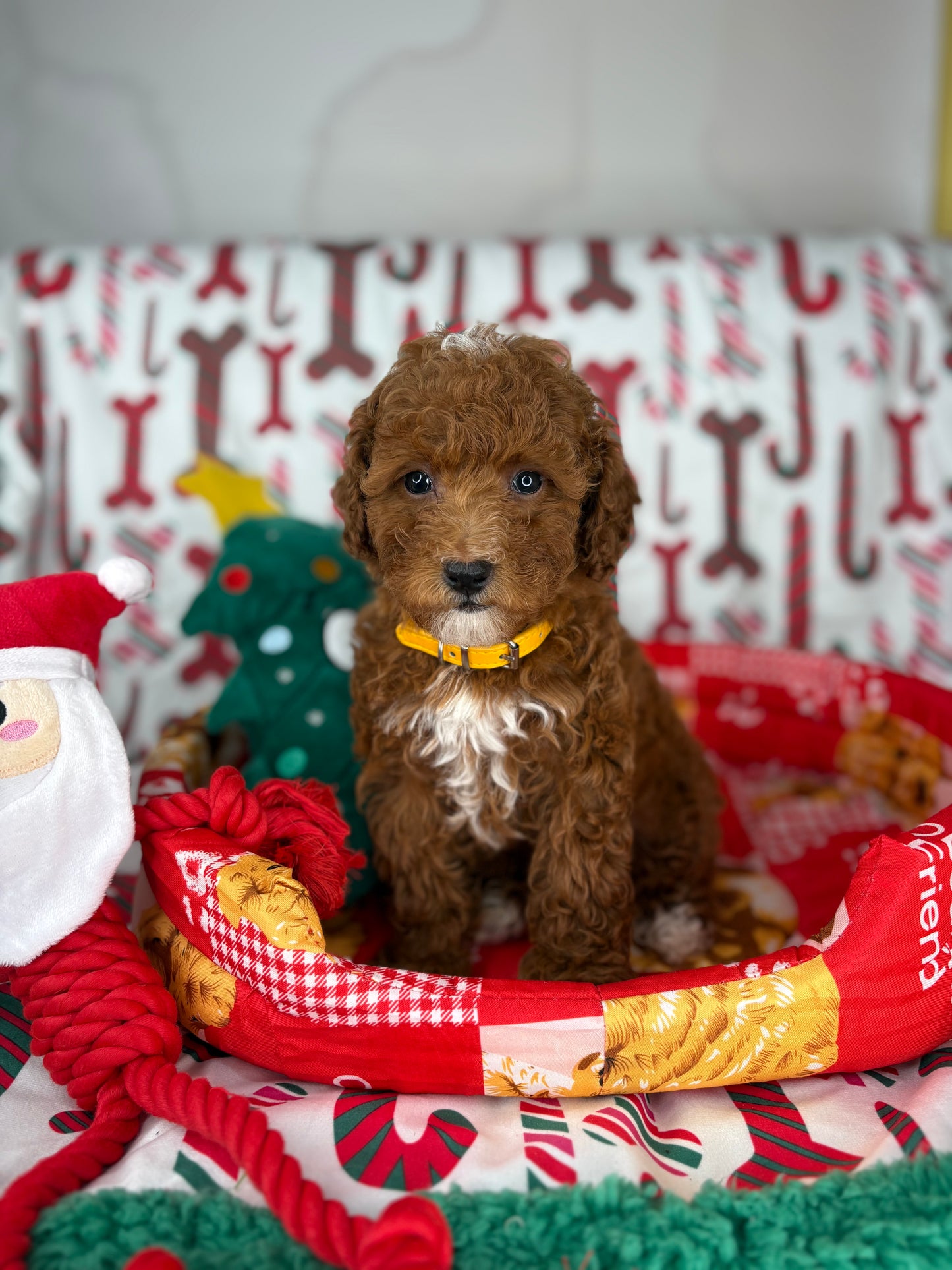Dark Red And White Male Toy Poodle (Deposit Only‼️Please Read The Description Below‼️)