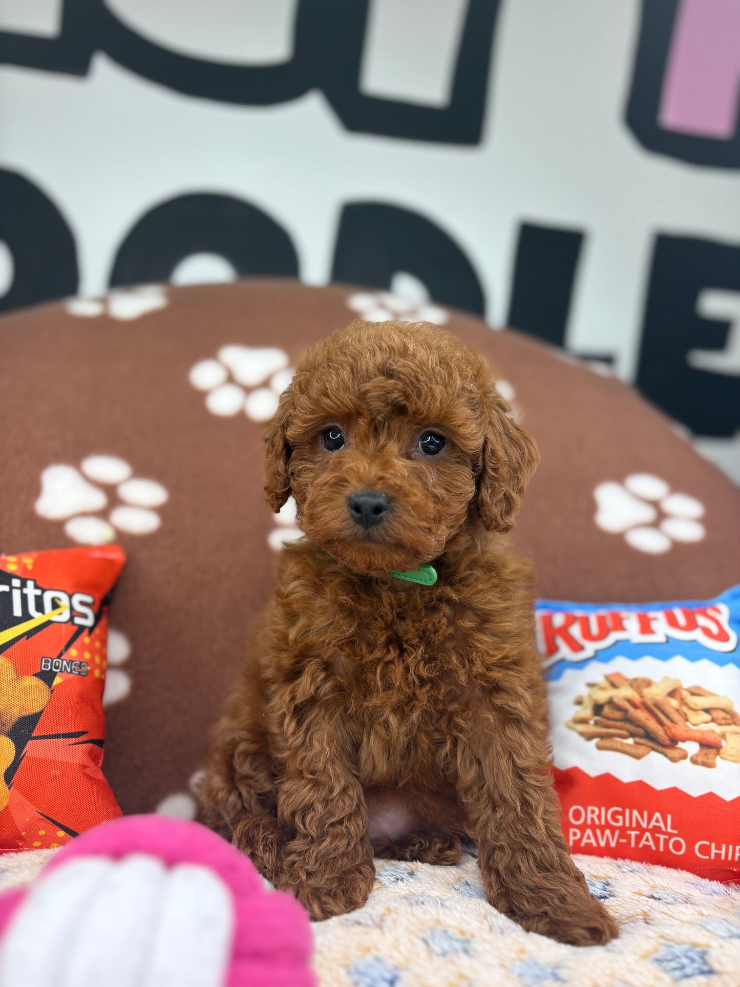 Dark Red Male Toy Poodle (Deposit Only‼️Please Read The Description Below‼️)