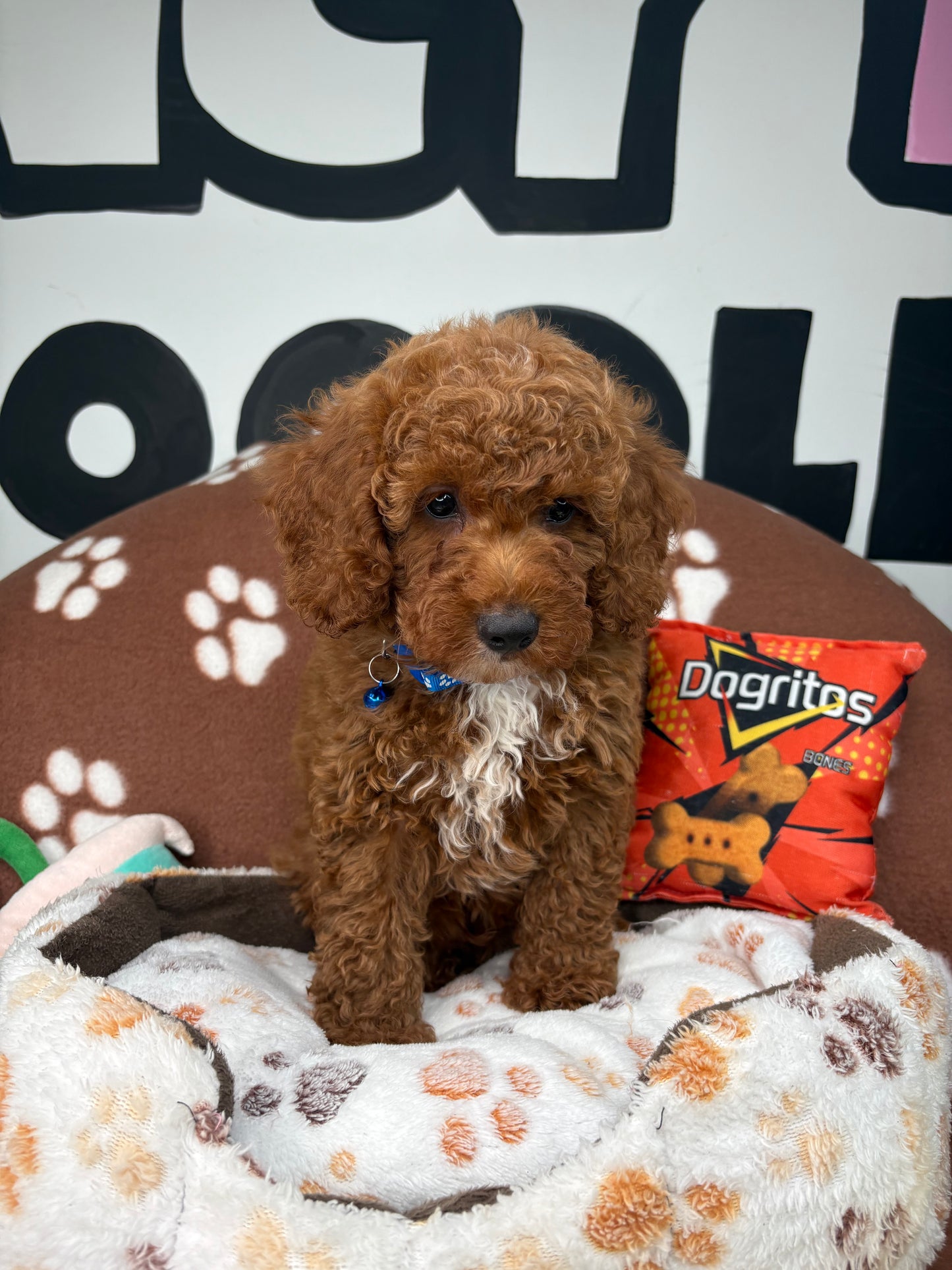 Cherry Red Male Miniature Poodle (Deposit Only ‼️ Please Read The DESCRIPTION Below‼️)