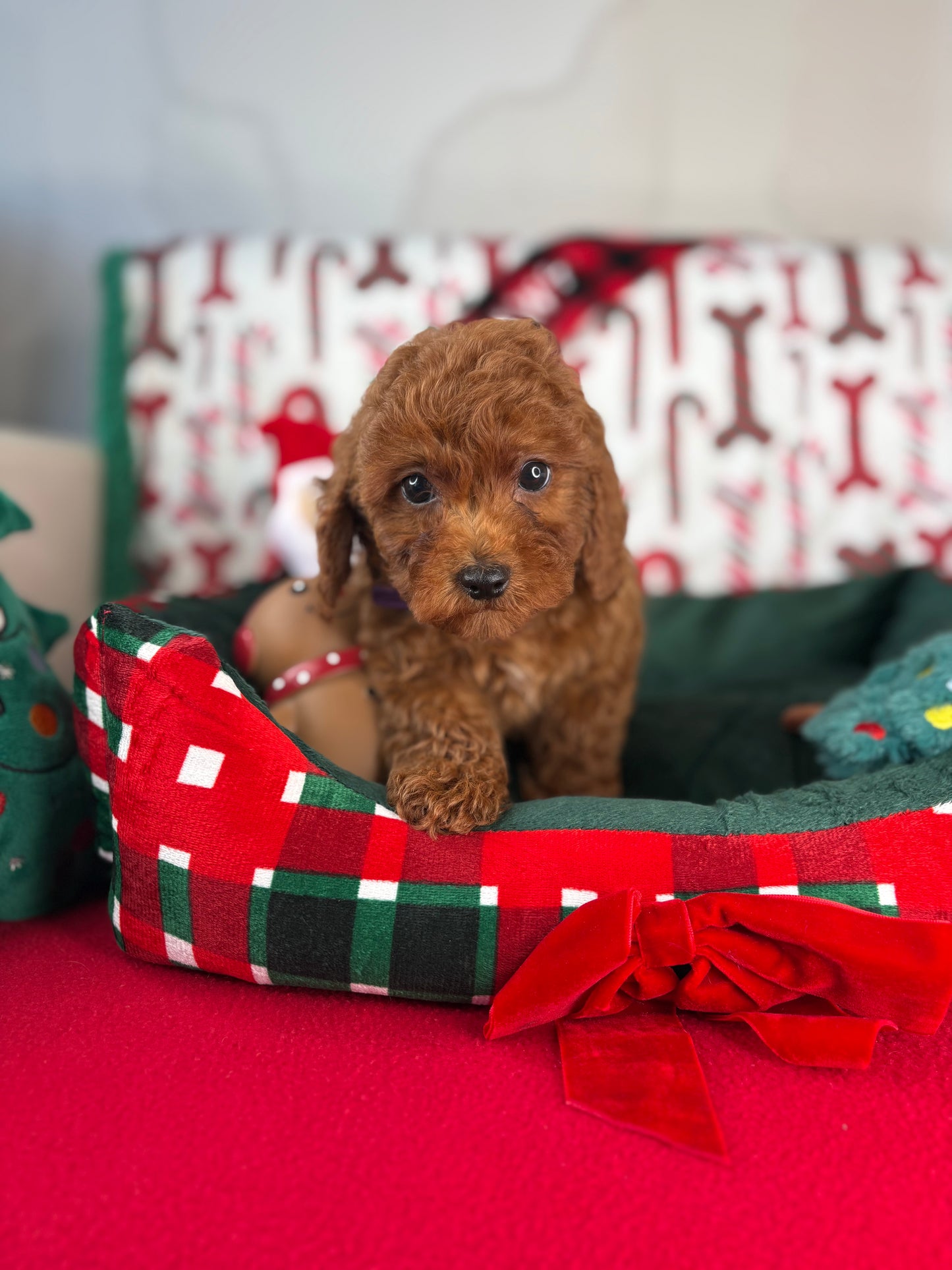 Dark Red Female Toy Poodle 🐩 (Deposit Only‼️Please Read The Description Below‼️)