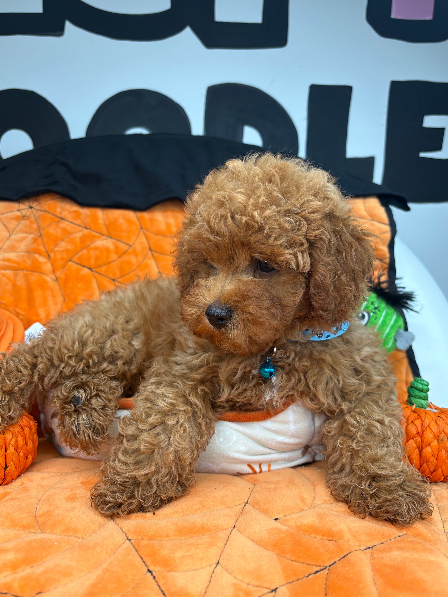 Apricot Female Toy Poodle (Deposit Only‼️Please Read The Description Below‼️)