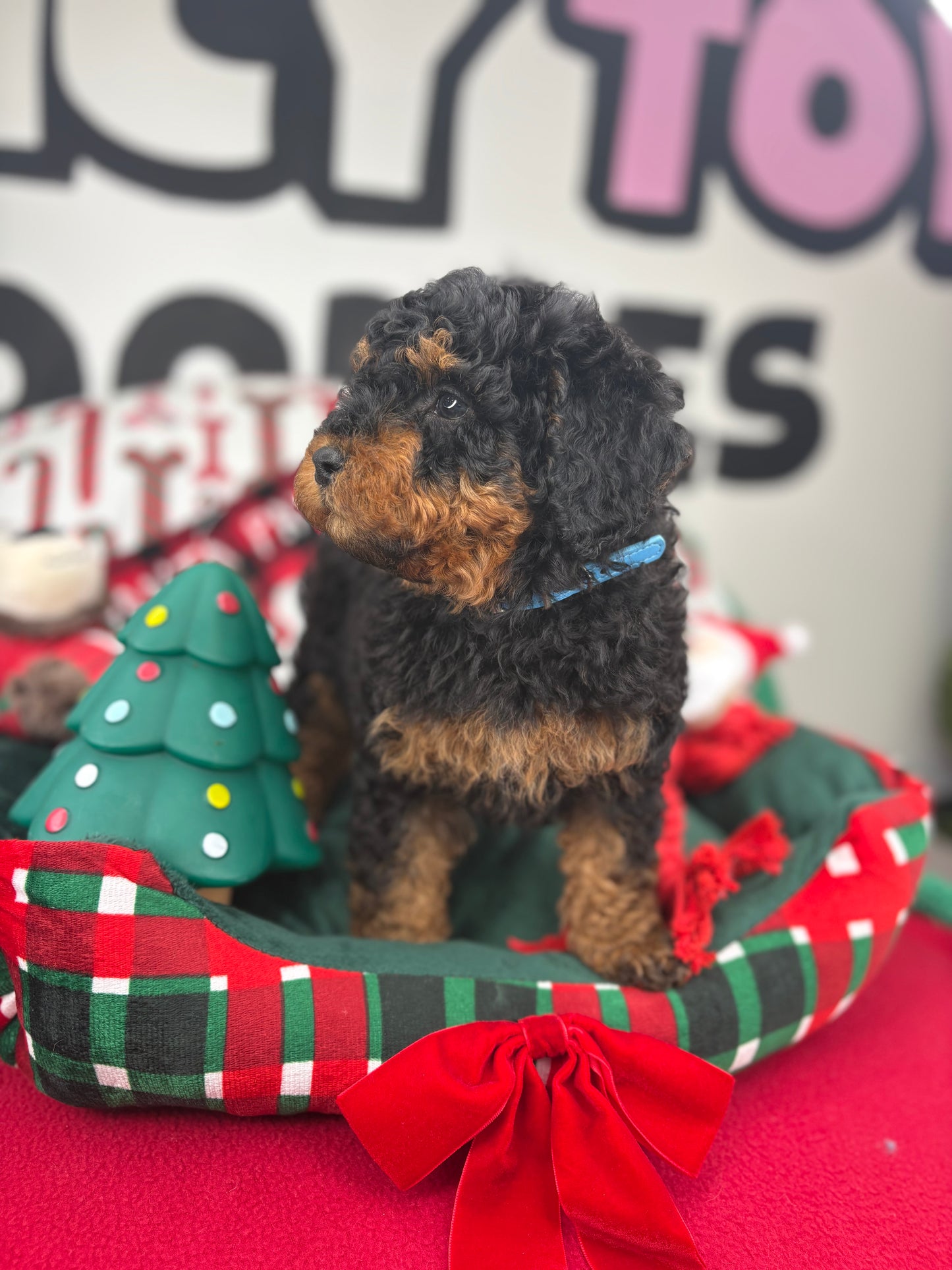 Red Phantom Male Toy Poodle 🐩 (Deposit Only‼️Please Read The Description Below‼️)