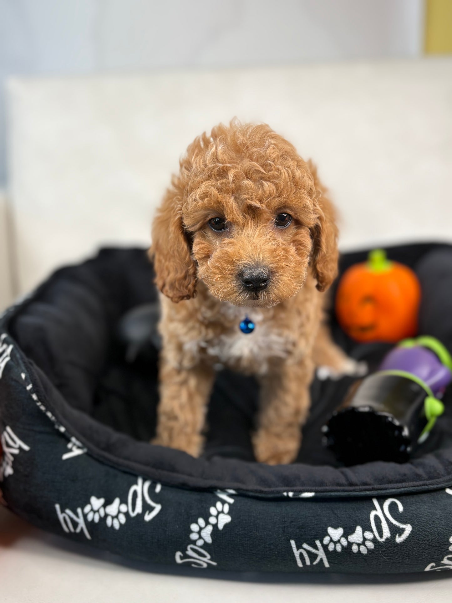 Apricot Female Miniature Poodle (Deposit Only ‼️ Please Read DESCRIPTION Below‼️)
